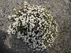 Pimelea traversii