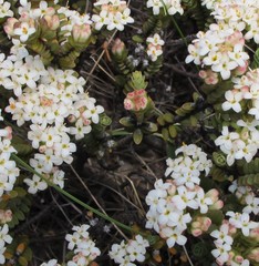 Pimelea traversii