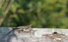 Sceloporus serrifer