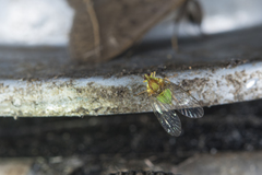 Neommatissus basifuscus