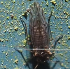Lachesilla nubilis