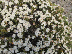 Pimelea traversii