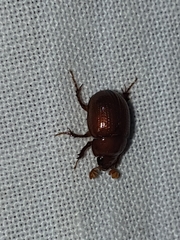 Odonteus