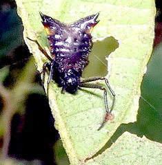 Micrathena triangularis