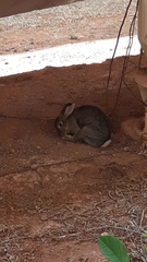 Sylvilagus brasiliensis