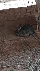 Sylvilagus brasiliensis