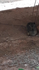 Sylvilagus brasiliensis