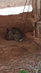 Sylvilagus brasiliensis
