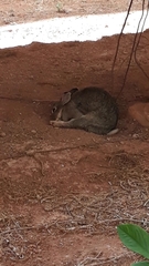 Sylvilagus brasiliensis