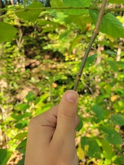 Fraxinus biltmoreana