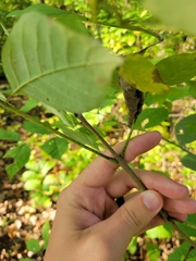 Fraxinus biltmoreana