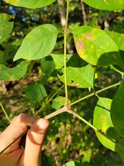 Fraxinus biltmoreana