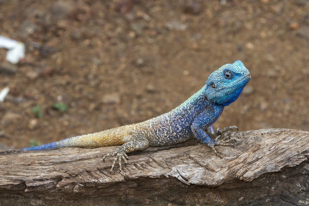 Lizard squad christmas attack 2025