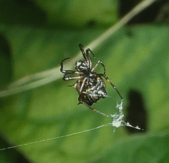 Micrathena picta