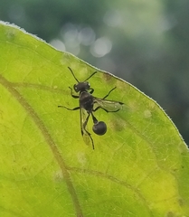 Metapolybia