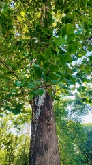 Platanus occidentalis
