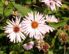 Ampelaster carolinianus