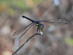 Agrionoptera longitudinalis biserialis