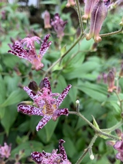 Tricyrtis hirta
