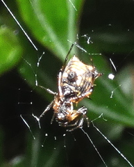 Micrathena picta