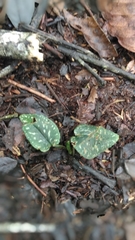 Cranichis diphylla