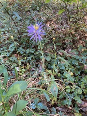 Eurybia spectabilis