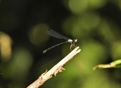 Lestoidea