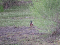Anas platyrhynchos