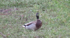 Anas platyrhynchos