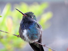 Sapphire-Spangled Emerald photo 5
