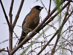 Schistochlamys ruficapillus