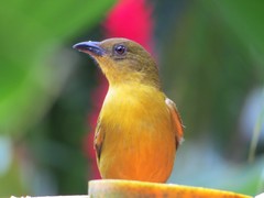 Orthogonys chloricterus