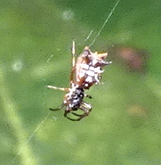 Micrathena picta