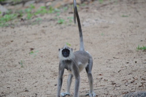 Tufted Gray Langur, photo 8 of 10