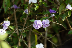 Brunfelsia uniflora