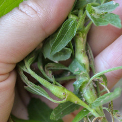 Neolasioptera eupatorii