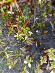 Gaultheria antarctica