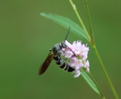 Dielis plumipes