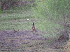 Anas platyrhynchos