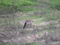 Branta canadensis