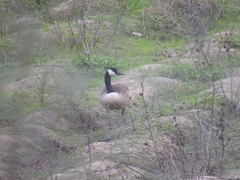 Branta canadensis