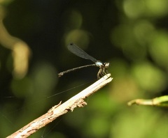 Lestoidea
