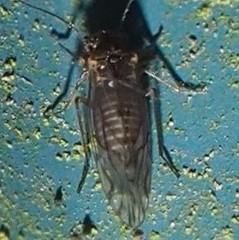 Lachesilla nubilis