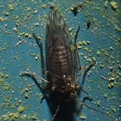Lachesilla nubilis