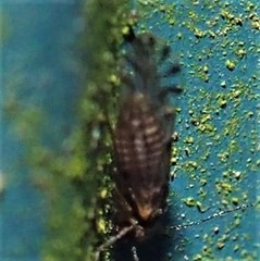 Lachesilla nubilis