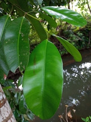 Calophyllum brasiliense