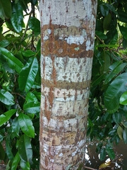 Calophyllum brasiliense