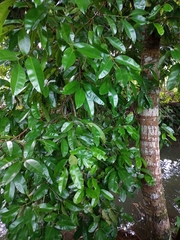 Calophyllum brasiliense