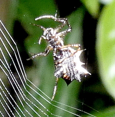 Micrathena picta