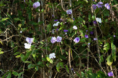 Brunfelsia uniflora